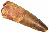 Fossil Spinosaurus Tooth - Feeding Worn Tip #350109-1